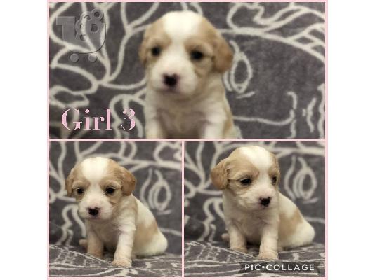 Όμορφο όμορφο Cavachon