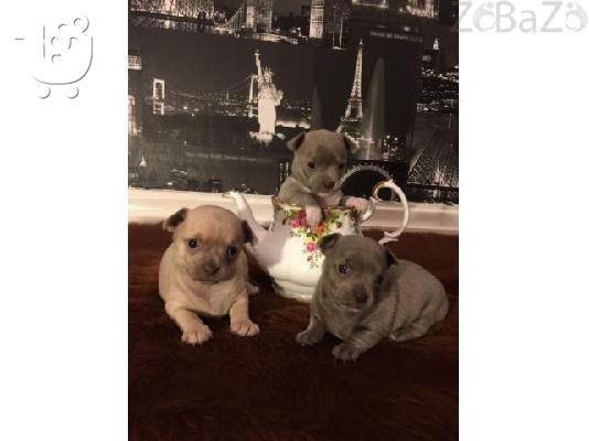 Kc Εγγεγραμμένος Chihuahua Dog