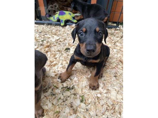 PoulaTo: Πιστά κουτάβια Doberman Pinscher