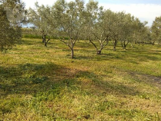 Αγρόκτημα 4400τμ με σπίτι 80τμ