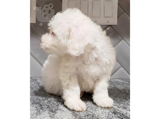 PoulaTo: Πωλούνται κουτάβια Bichon Frize