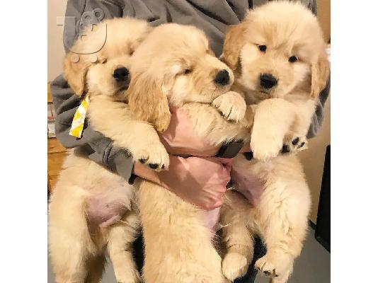 PoulaTo: Πωλούνται κουτάβια Golden Retriever