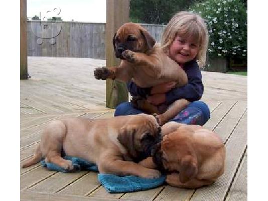 PoulaTo: Κουτάβια Bullmastiff