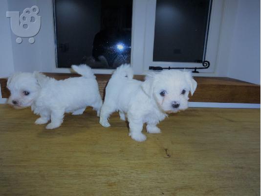 PoulaTo: Fantastic Maltese Puppies προς πώληση