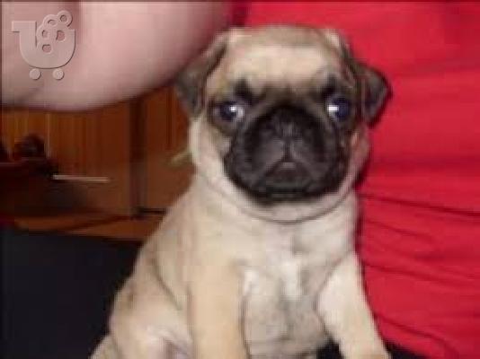 pug mops