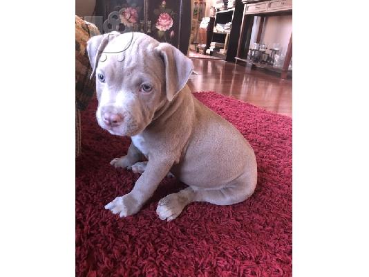 American Bully puppies