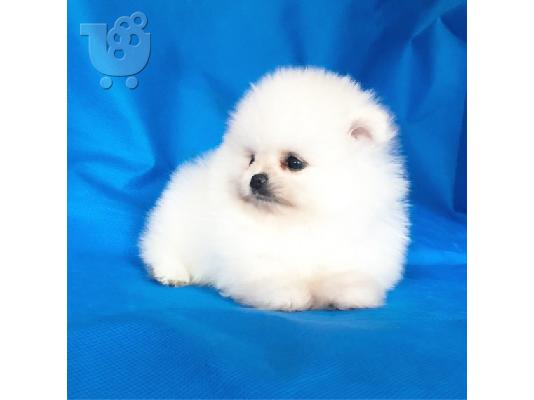 PoulaTo: Pomeranian κουτάβια