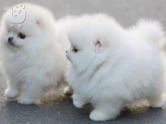 PoulaTo: Πολύτιμα κουτάβια Pomeranian
