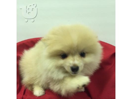 PoulaTo: Pomeranian κουτάβια προς πώληση