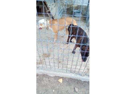 PoulaTo: ΠΟΛΟΥΝΤΑΙ PITBULL