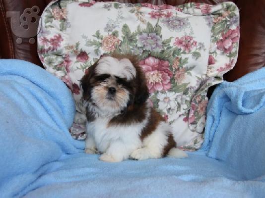 PoulaTo: Πολύ παιχνιδιάρικα κουτάβια Shih Tzu προς πώληση