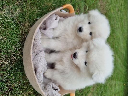 Γεια σας πωλούν όμορφο μωρό Samoyed girl.All εμβολιασμού