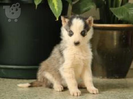PoulaTo: Πανέμορφα κουτάβια σιέριου husky