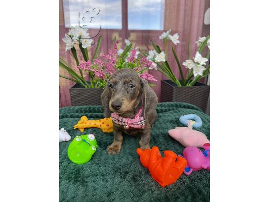 Νάνος Dachshund κουτάβια εξωτικού χρώματος