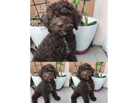 Lagotto Romagnolo szczenięta na sprzedaż
