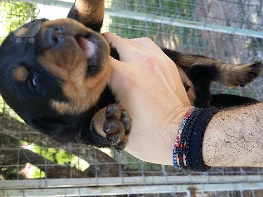 Rottweiler