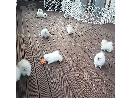 PoulaTo: Καταπληκτικά μικρά κουτάβια Pomeranian!