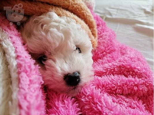 Bichon Frize κουτάβια