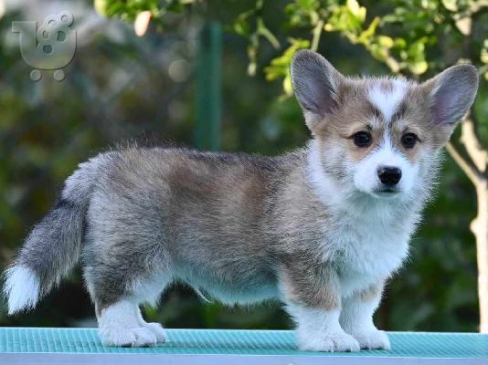 Ουαλικό Corgi Pembroke