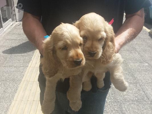 PoulaTo: Cocker Spaniel - Κόκερ Σπάνιελ