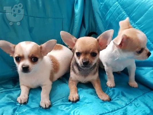 PoulaTo: Chihuahua mini