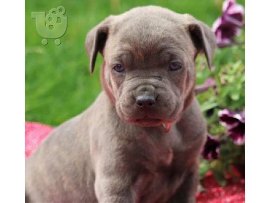 PoulaTo: Cane Corso