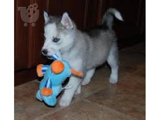 PoulaTo: Siberian Husky κουτάβια Μπλε μάτια έτοιμα