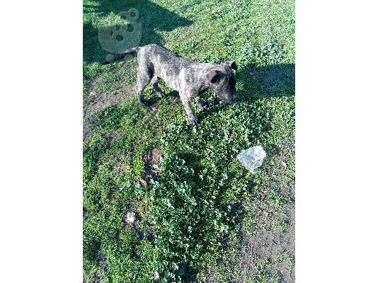 Πωλούνται presa canario