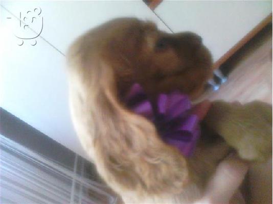 Cocker Spaniel Καθαροαιμα κουτάβια ευκαιρία Αθηνα 6988190151...