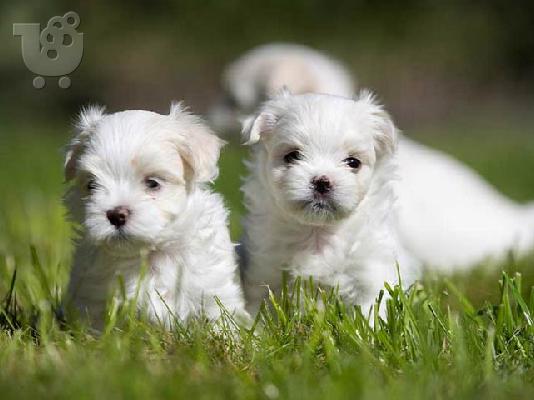 PoulaTo: Maltese mini