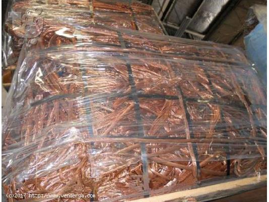 PoulaTo: Κονγκό Αφρικής γκρι παπαγάλος για € 150