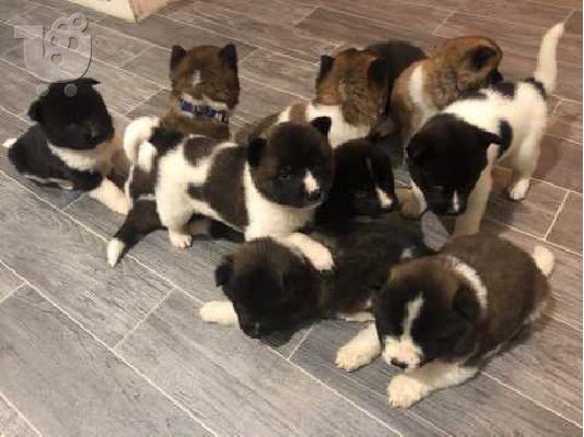 PoulaTo: ΚΑΤΑΠΛΗΚΤΙΚΑ ΥΠΗΡΕΣΙΑ ΑΚΙΤΑ PUPPIES SVSILABLE