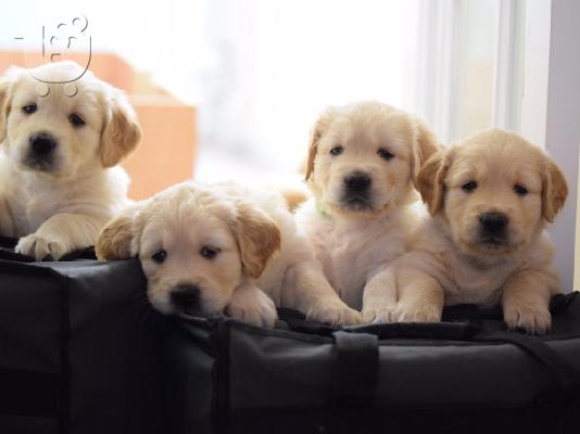 5 αστέρων Champion golden retriever Γενεαλογικά κουτάβια Kc