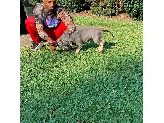 PoulaTo: Cachorros Pitbull