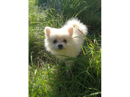 όμορφα Pomeranian Puppies προς πώληση