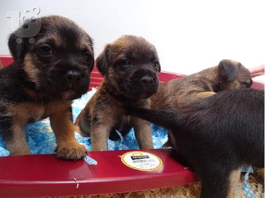 PoulaTo: Κουτάβια Muffin Border Terrier
