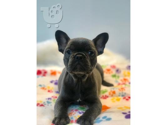  Francuski buldog dostupan za prodaju kontaktirajte me preko (whatsapp 32460219218) ili (v...