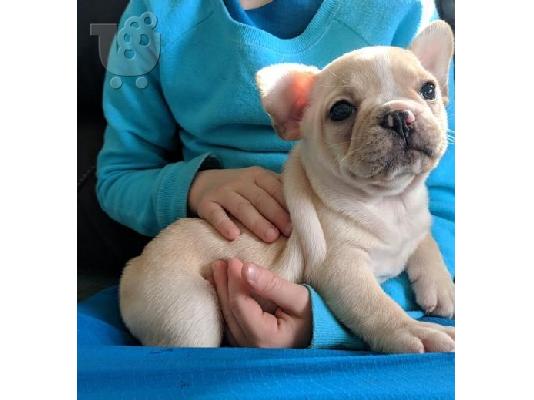 PoulaTo: γαλλικά κουτάβια μπουλντόγκ / French bulldog puppies