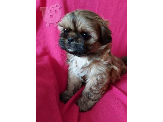 Όμορφο Shih Tzu προς πώληση.