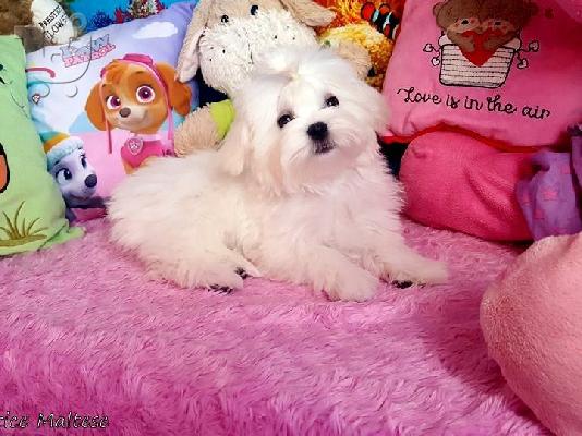 PoulaTo: Δύο κουτάβια Top Class Maltese Available