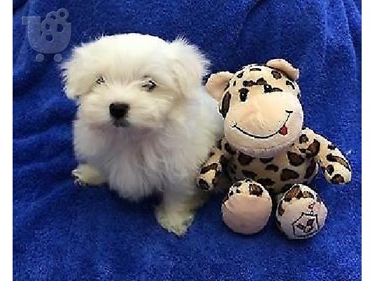 PoulaTo: Δύο κουτάβια Top Class Maltese Available