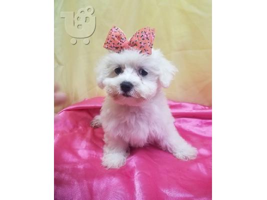 PoulaTo: Maltese Puppies
