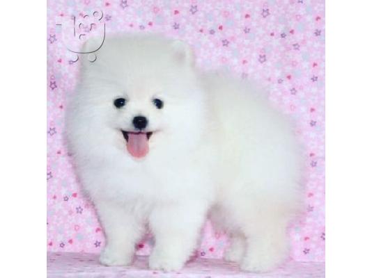 PoulaTo: Όμορφα κουτάβια Pomeranian για καλό σπίτι