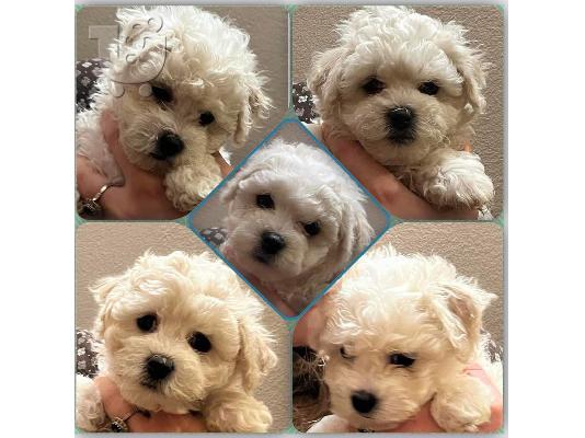 Bichon Frize κουτάβια προς πώληση