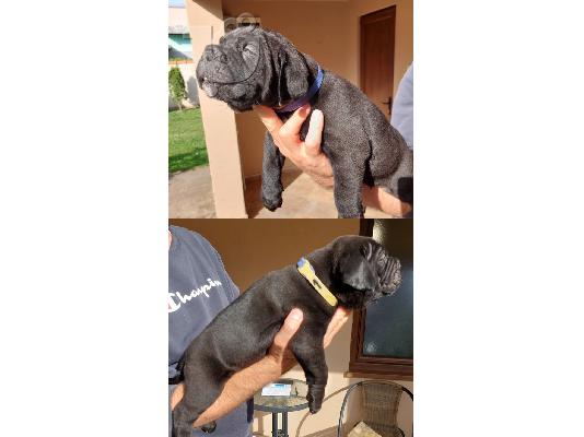 PoulaTo: Cane Corso κουτάβια προς πώληση