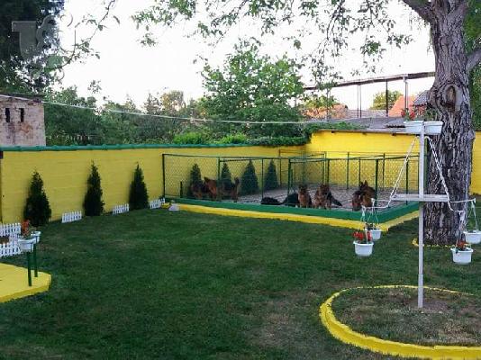 Γερμανικός Ποιμενικός κουτάβια
