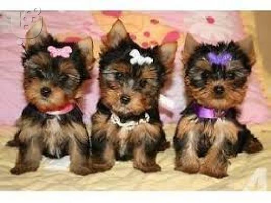 yorkie κουτάβια για σένα