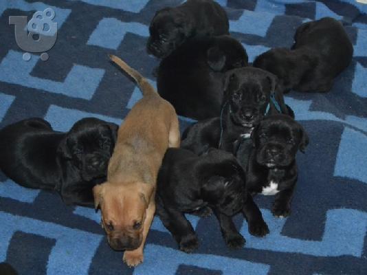 Cane Corso κουτάβια