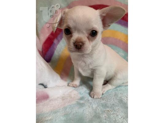 Χαριτωμένα κουτάβια Chihuahua σοκολάτας