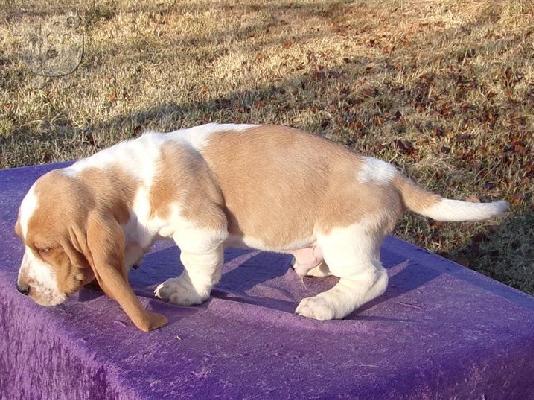 Basset hound